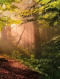 Вечерняя прогулка по лесу на Фрушке горе