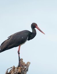 Ранний бёрдвотчинг на Реве: встречаем утро с птицами🕊